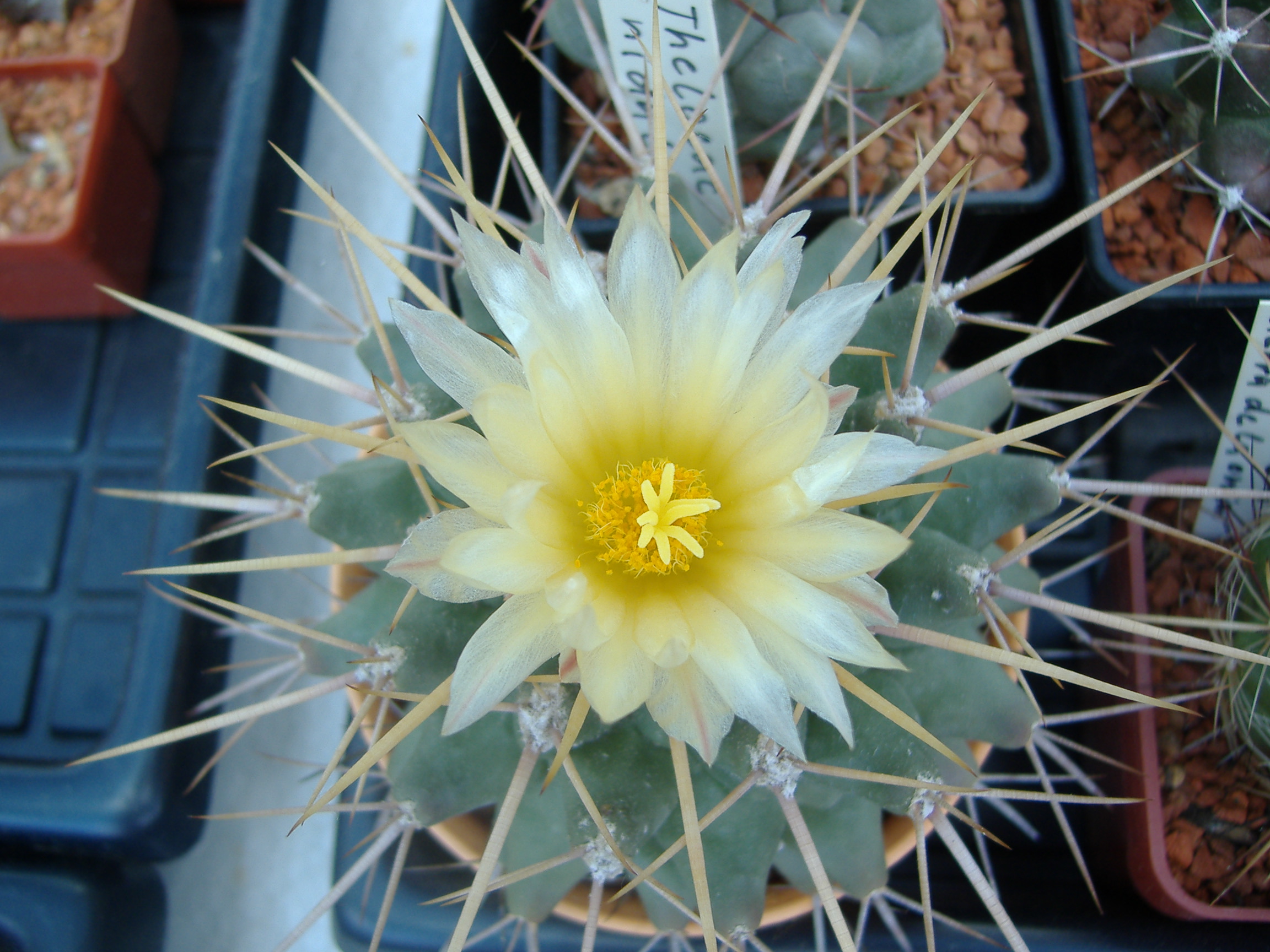 DSCF0148