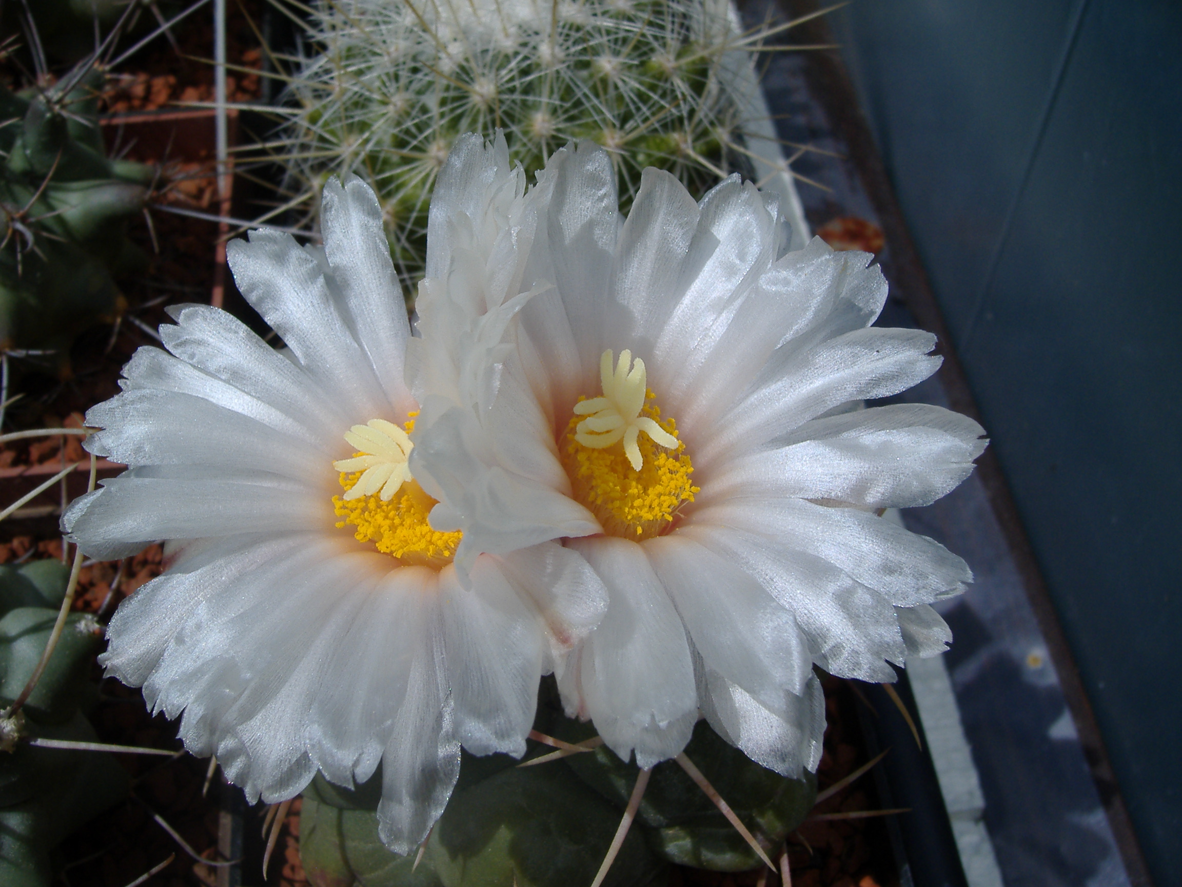 DSCF0266
