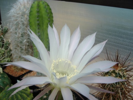 DSCF0098