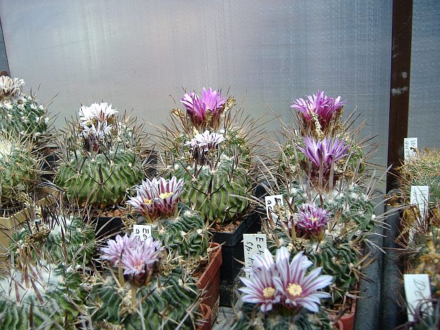 DSCF0324