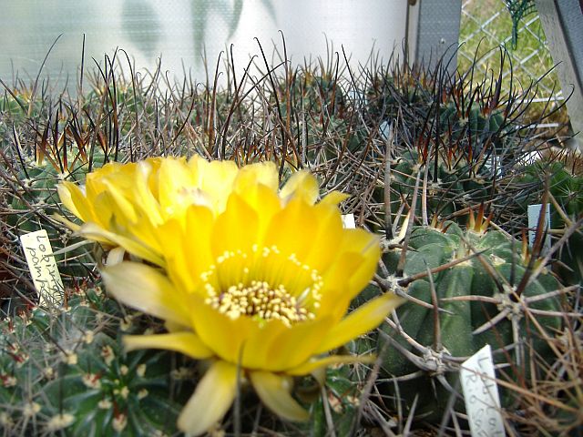 DSCF0330