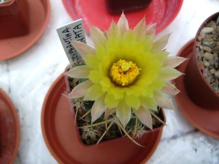 Coryphantha.jpg