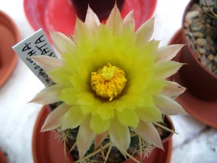 Coryphantha4.jpg