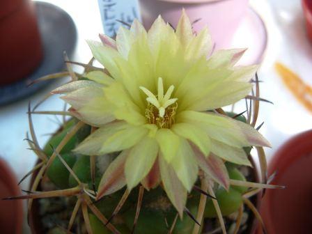 Coryphantha5.jpg