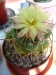 Coryphantha6.jpg