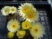 Kvety11_3 060